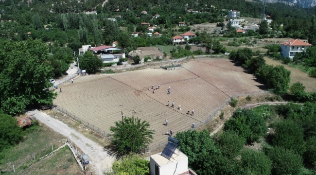 Çandır Fasulyesi toprakla buluştu