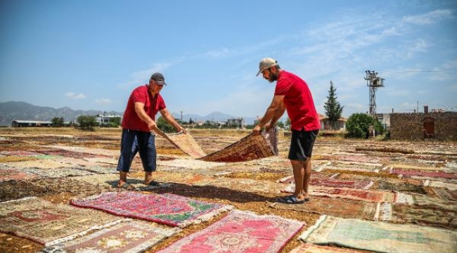 'Halı tarlaları'nda sezon 2 ay erken başladı