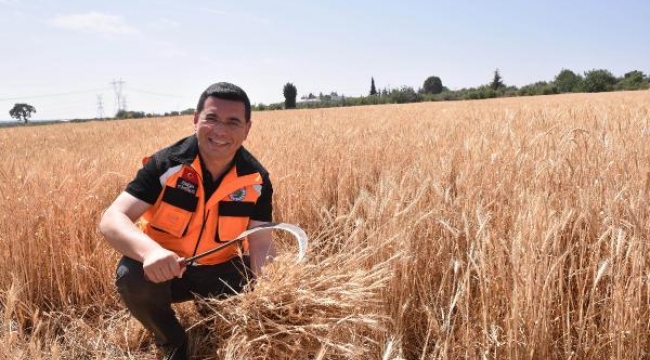 Kepez'in buğday tarlalarında hasat zamanı