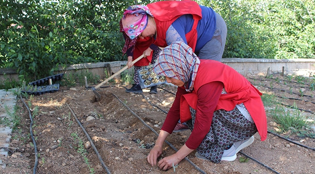 KORKOOP'lu kadınlara fide desteği