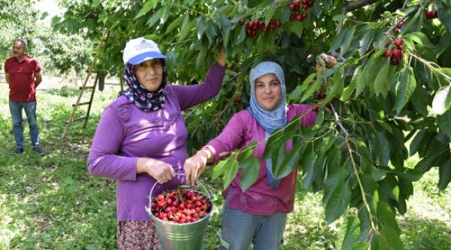 Kumluca'da kiraz yüzleri güldürdü