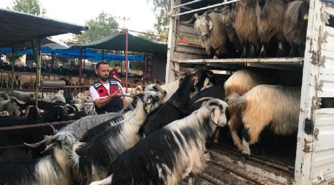 Hayvan dolandırıcılığı şüphelileri yakalandı